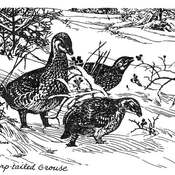 Sharp-tailed Grouse